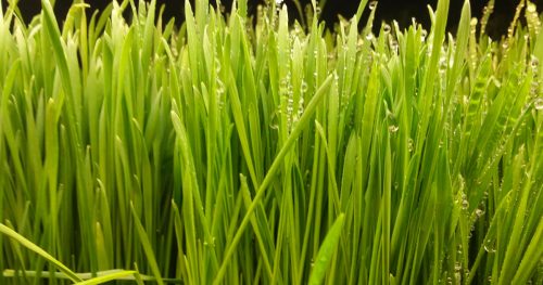 Wheatgrass Enema | Nature's Link Wellness Center