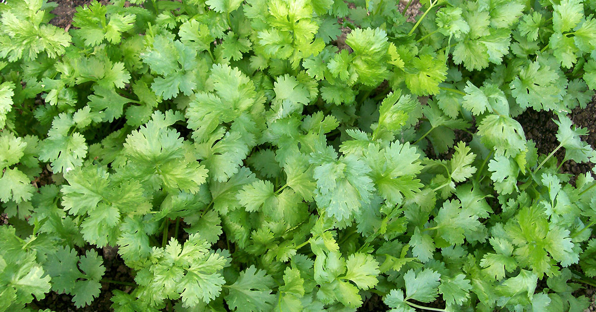 cilantro