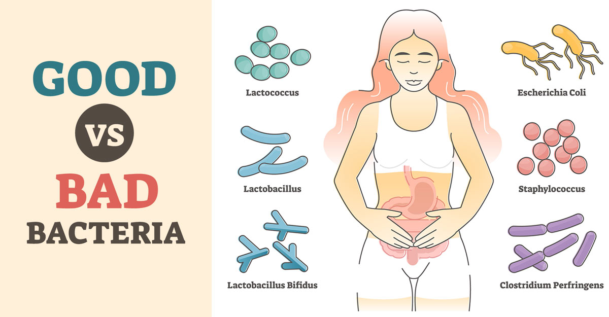 good vs bad bacteria